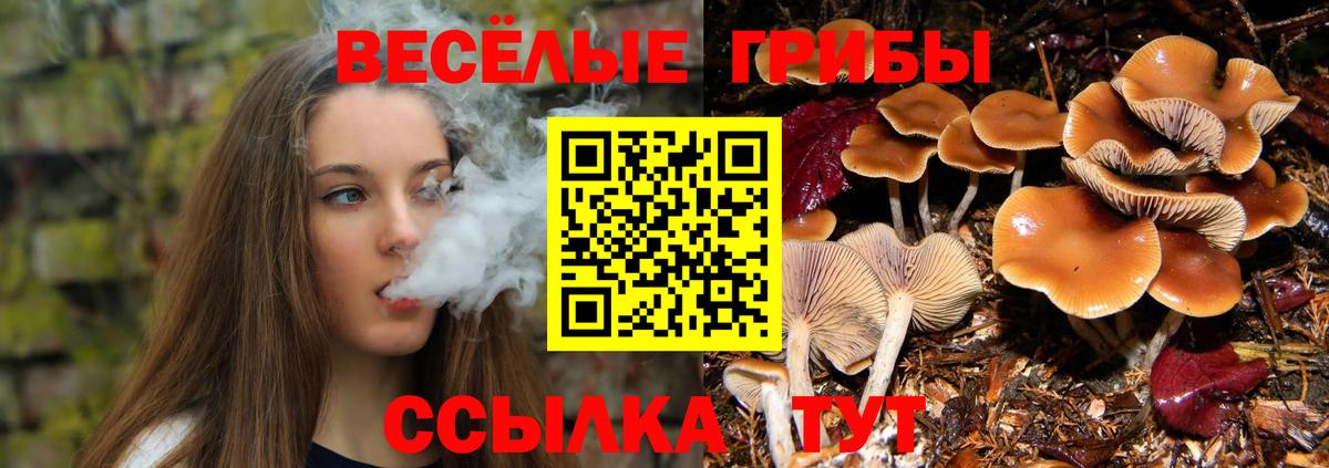 Псилоцибиновые грибы Psilocybine cubensis Кандалакша